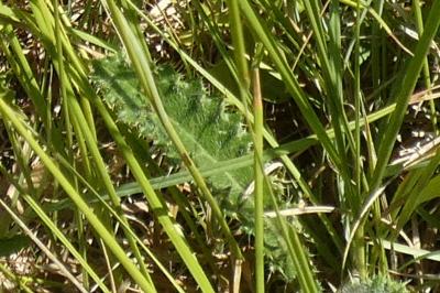 <i>Cirsium dissectum</i>