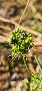 <i>Aethusa cynapium</i>