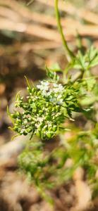 <i>Aethusa cynapium</i>