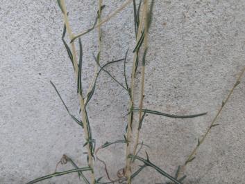 <i>Lactuca saligna</i>