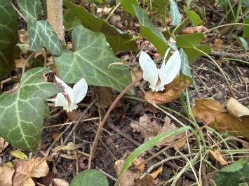 <i>Cyclamen</i>