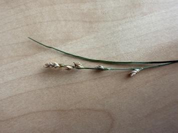 <i>Carex divulsa</i>
