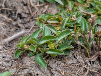 <i>Ludwigia palustris</i>