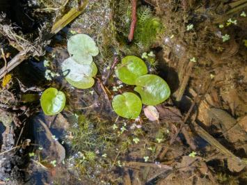<i>Hydrocharis morsus-ranae</i>
