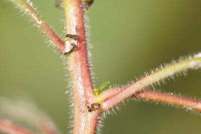 <i>Ludwigia peploides</i>