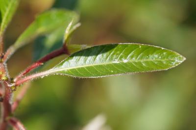 <i>Ludwigia peploides</i>