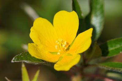 <i>Ludwigia peploides</i>