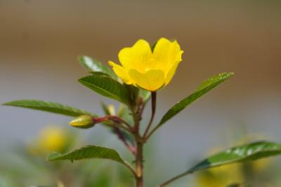 <i>Ludwigia peploides</i>