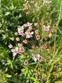 <i>Butomus umbellatus</i>