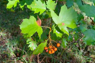<i>Torminalis glaberrima</i>