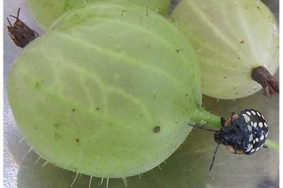 <i>Nezara viridula</i>