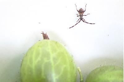 <i>Coreus marginatus</i>