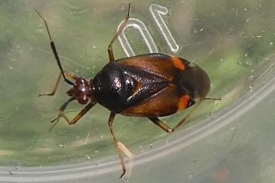 <i>Deraeocoris ruber</i>
