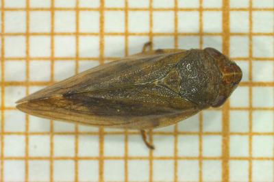 <i>Aphrophora salicina</i>