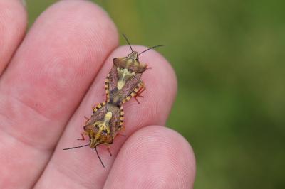 <i>Carpocoris purpureipennis</i>