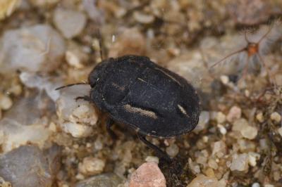 <i>Odontoscelis fuliginosa</i>