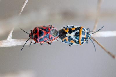 <i>Eurydema ornata</i>