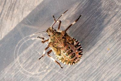<i>Halyomorpha halys</i>