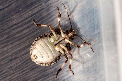 <i>Halyomorpha halys</i>