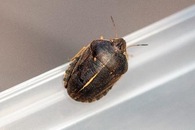 <i>Eurygaster austriaca</i>