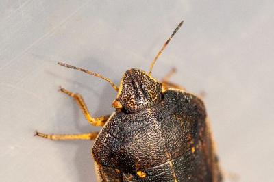<i>Eurygaster austriaca</i>