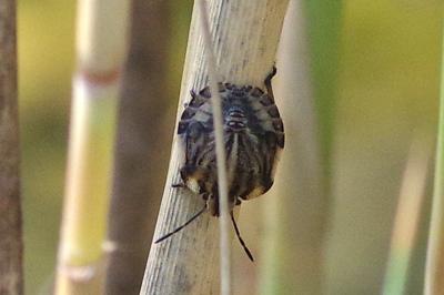 <i>Graphosoma italicum</i>