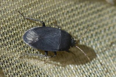 <i>Aellopus atratus</i>