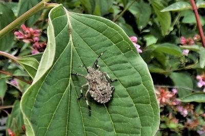 <i>Halyomorpha halys</i>