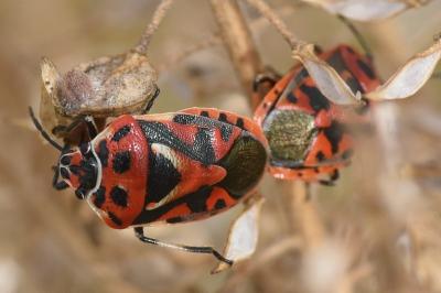 <i>Eurydema ornata</i>