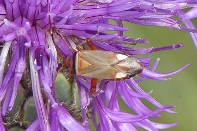 <i>Adelphocoris vandalicus</i>
