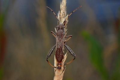 <i>Camptopus lateralis</i>