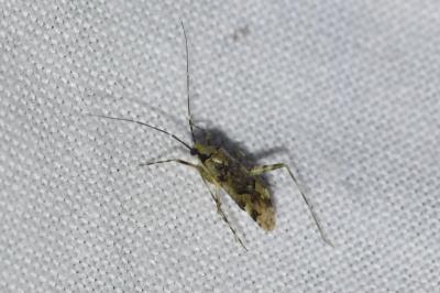 <i>Phytocoris tiliae</i>