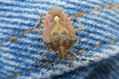 <i>Dolycoris baccarum</i>