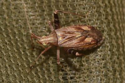 <i>Phytocoris</i>