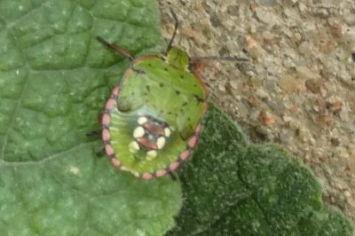 <i>Nezara viridula</i>