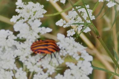 <i>Graphosoma italicum</i>