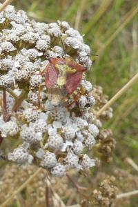 <i>Carpocoris</i>