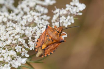 <i>Carpocoris mediterraneus</i>