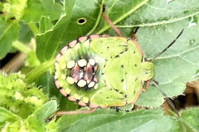 <i>Nezara viridula</i>