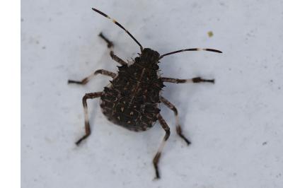 <i>Halyomorpha halys</i>