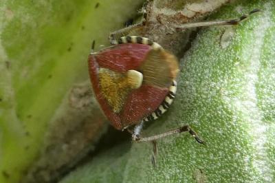 <i>Dolycoris baccarum</i>
