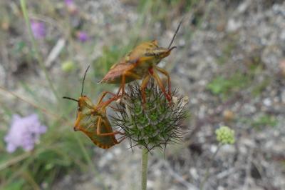 <i>Carpocoris</i>