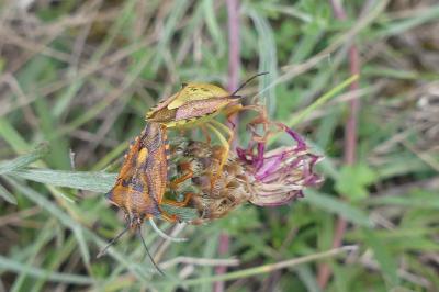 <i>Carpocoris</i>