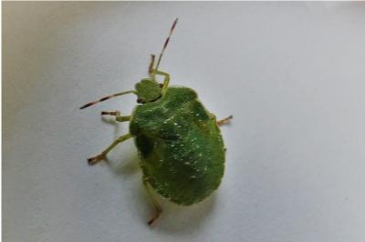 <i>Palomena prasina</i>