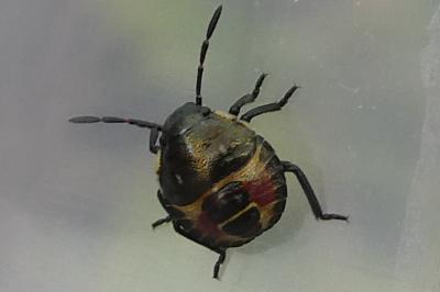 <i>Carpocoris</i>