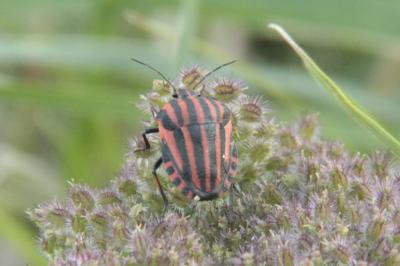 <i>Graphosoma italicum</i>