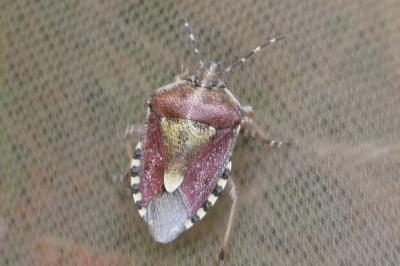 <i>Dolycoris baccarum</i>
