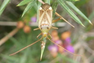 <i>Adelphocoris lineolatus</i>