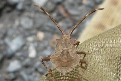 <i>Coreus marginatus</i>