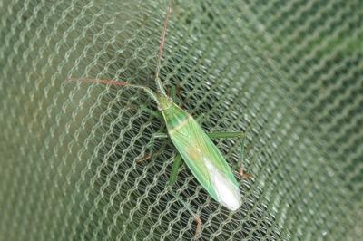 <i>Stenodema calcarata</i>